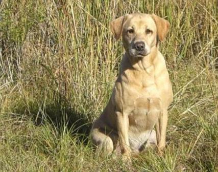 British Labrador